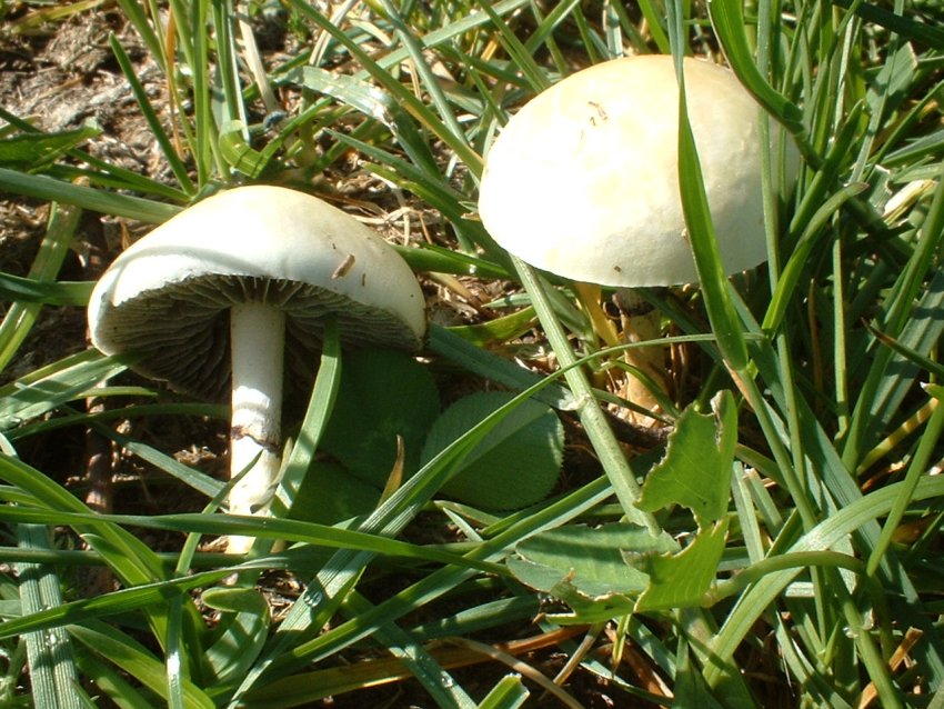 monti simbruini tra prati in fiore e verdi faggete